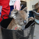An injured Koala waits to be treated for burns at a makeshift field hospital at the Kangaroo Island Wildlife Park following bushfires on Kangaroo Island on Jan. 14, 2020.